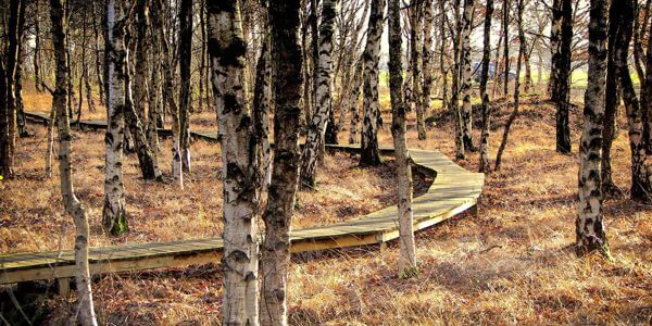 Waldweg in der Grafschaft Bentheim